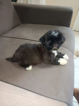 Filhote Shih Tzu lindo e carinhoso