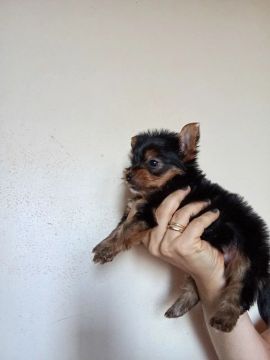 Yorkshire Terrier filhote lindo