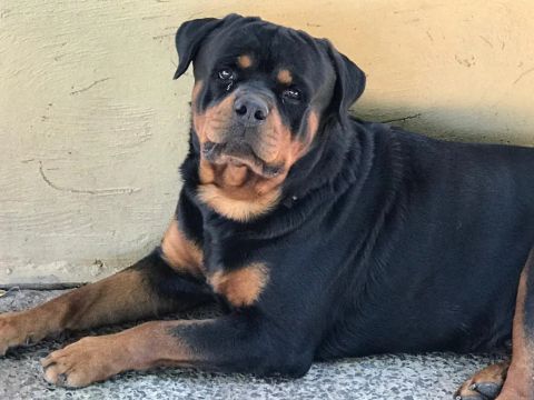 Rottweiler filhotes pedigree CBKC ac TROCA