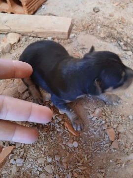 Filhotes de pinscher 1 a venda