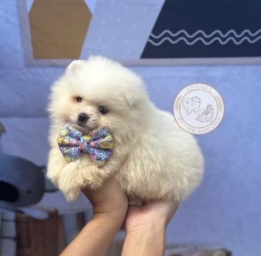 Filhote de Spitz alemão anao