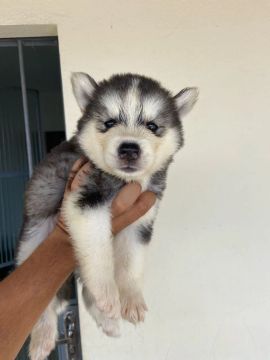 Filhote Husky Siberiano fêmea 