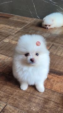  Spitz Alemão lulu da pomerânia fêmea 