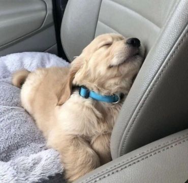 Golden Retriever: O Cão Perfeito Para Toda a Família!