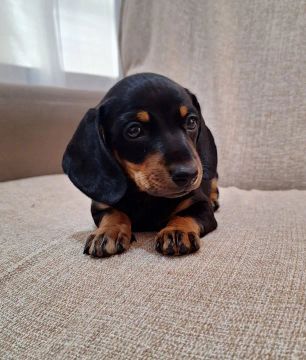 DACHSHUND (COFAP / SALSICHINHA)