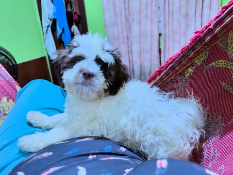 Shih Tzu procurando uma namorada