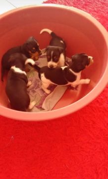 Filhotes de pinscher machos.$600.zap * 