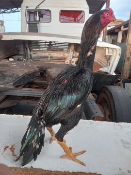 Frango preto 