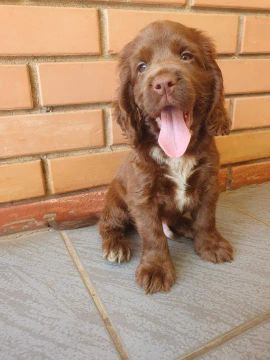Cocker Spaniel ingles Linhagens campeã, e pais importados 