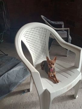 Pincher fêmea zero legítima 