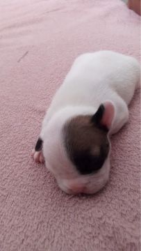 Filhote de Bulldog Francês