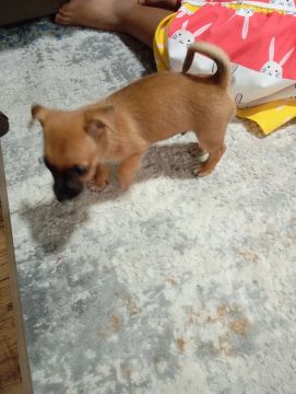  filhote pinscher N1 machinho 