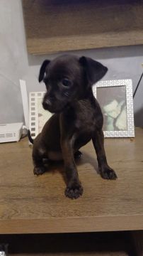 Filhote de Pinscher fêmea 