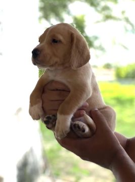 Beagle com Dachshund