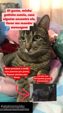 Gatinha sumida, recompensa *