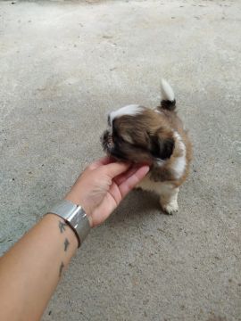 Filhote Shih Tzu - Fofo e Carinhoso
