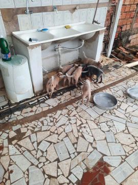 Filhotes de Australian Cattle Dog