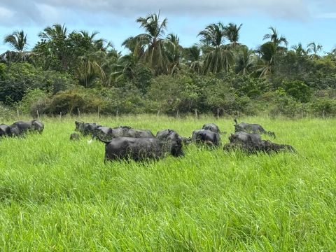 Búfalos Murrah disponíveis à venda