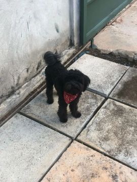Doaçao Macho sem raça definida (não cresce mais)
