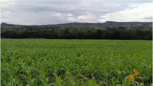 Fazenda com projetos de expansão em cultivo.