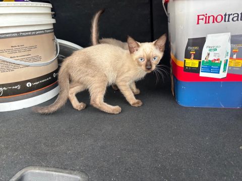 Dois gatinhos Siamês para adoção