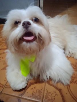Shih Tzu 