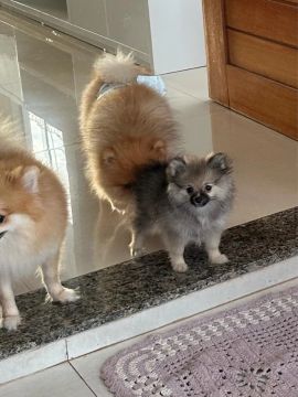 Vendo filhote fêmea  spitz alemão fêmea (Lulu)