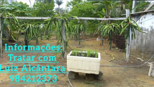Sítio com pomar de pitaya em produção