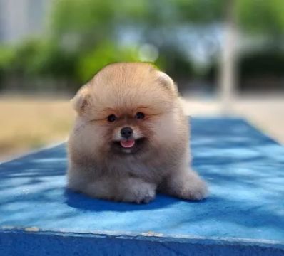 Lindos Ursinhos Machos e Fêmeas Lulu da Pomerânia 