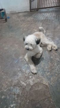 Cachorro Adorável para Adoção
