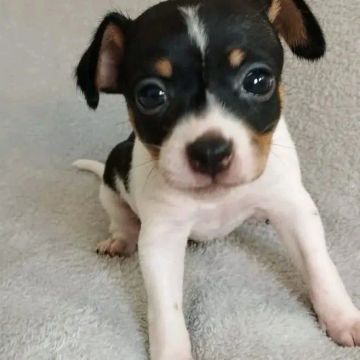 Pinscher Fêmea 
