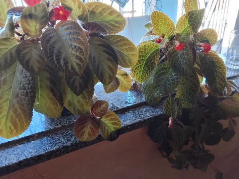 Plantas de Segurança Residencial