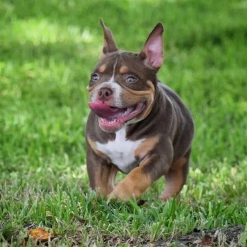American Bully - Femea