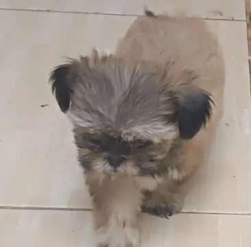 Shitzu para venda