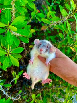 Ratinhos - Adorável!