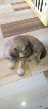 Filhote de Shih  Macho Marrom
