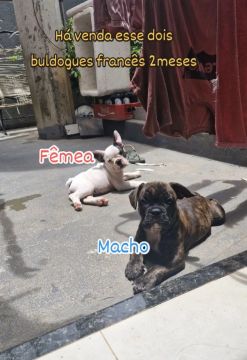 Filhotes Bulldog Francês 3meses