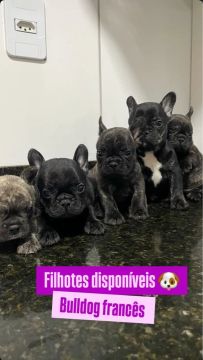 BULLDOG FRANCÊS 