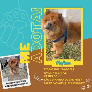 Chow-Chow - Mufasa precisa de um lar!