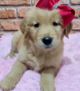 Golden Retriever - O Melhor Amigo Para Sempre!