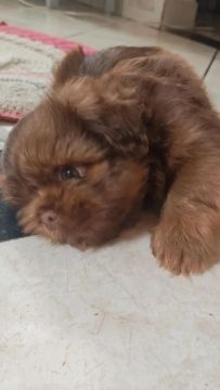 Filhote Shih Tzu