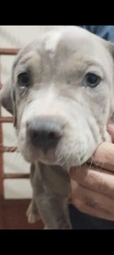 Filhote de American Bully- Fofo e Carinhoso