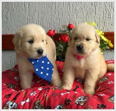 Filhote Golden Retriever com Pedigree.