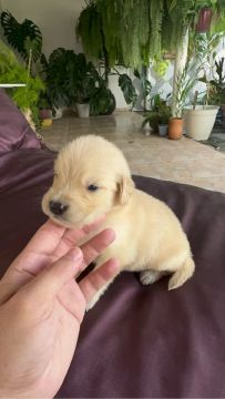 Golden retriever filhote 