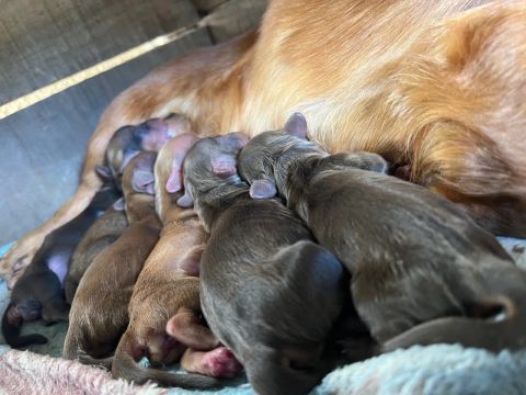 DACHSHUNDS MINE KANINCHEN PELO LONGO PARA EXIGENTES 