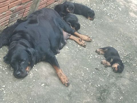 Mãe Rottweiler com filhotes