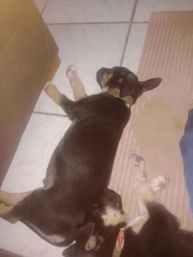 Tenho um mestiço com rotivalle raça grande 