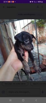 Filhote de Pinscher número 1.