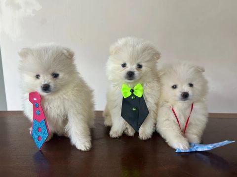 Macho branco Spitz alemão 
