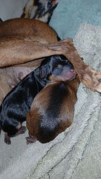 Filhotes de Pinscher Miniatura